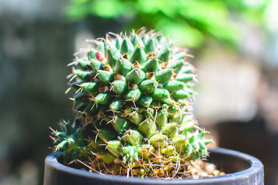 Close-up of cactus plant