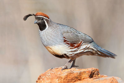 Close-up side view of a bird