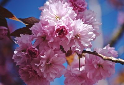 Close-up of pink flowers blooming on tree