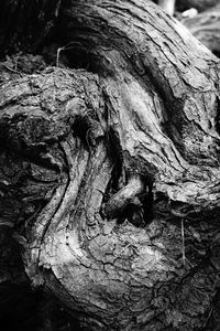 Full frame shot of tree trunk