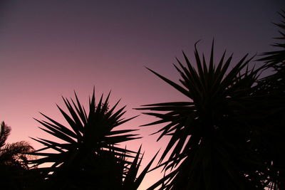 Low angle view of palm trees against sky during sunset