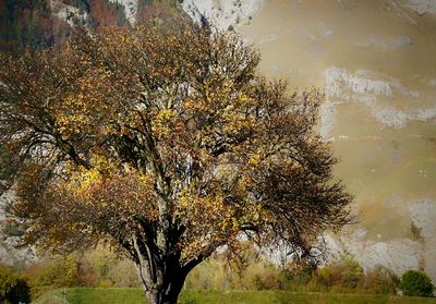 Close-up of tree during autumn