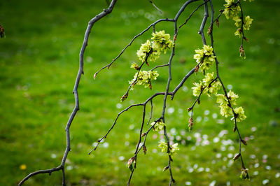 Close-up of wet plant
