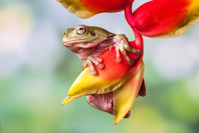 Close-up of red flower