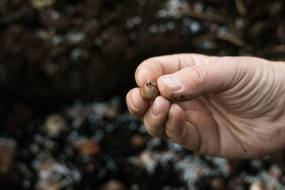 Hand sadi in soil-soil flower bulbs. hand holding a crocus bulb before planting in the ground