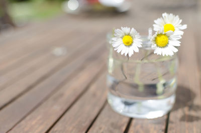 Close-up of white daisy flowers in glass on table