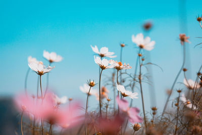 Close-up of pink flowering plants against sky