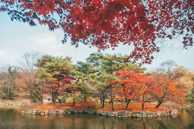 Trees by lake against sky during autumn