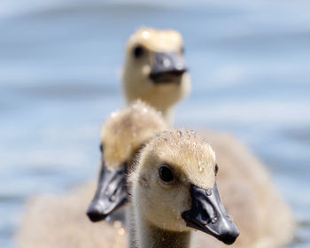 Gosslings on the water.