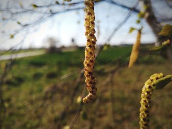 Close-up of plant on field