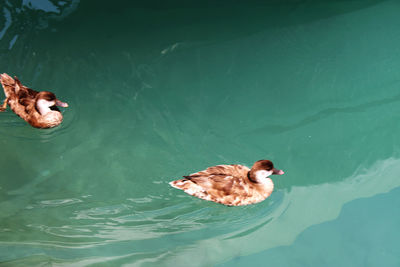 High angle view of ducks swimming in lake