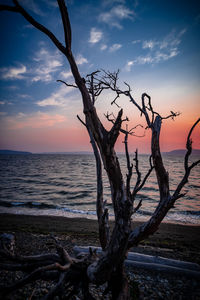 Bare tree on beach against sky during sunset