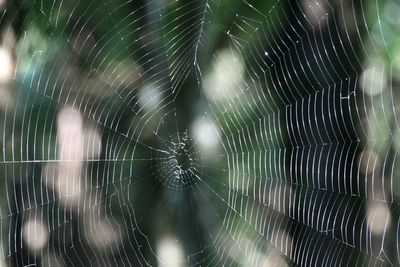 Full frame shot of wet spider web