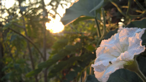 Close-up of flowering plant against trees