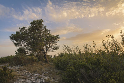 Trees on landscape against sky