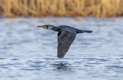 Close-up of cormorant flying over lake