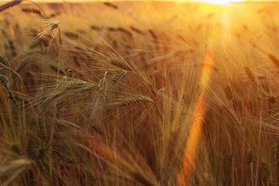 Close-up of wheat field