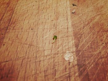 Close-up of lizard on wood