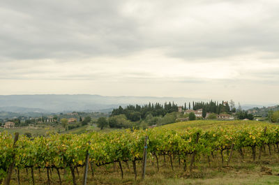 Scenic view of vineyard against sky