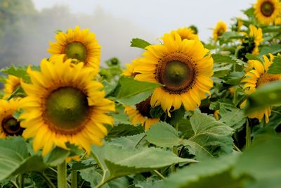 Close-up of yellow flowering plant