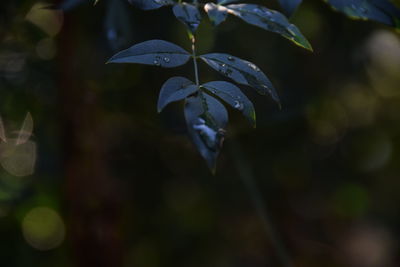 Close-up of leaves