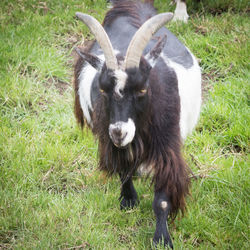 Portrait of cow on field