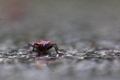 Close-up of ladybug