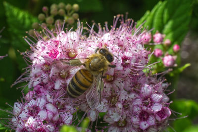 Close-up of bee pollinating on purple flower