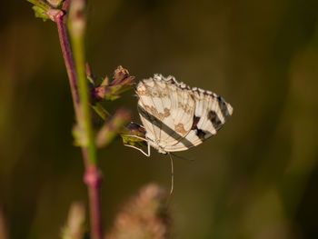 Close-up of butterfly pollinating on flower