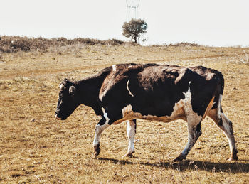 View of a horse on field