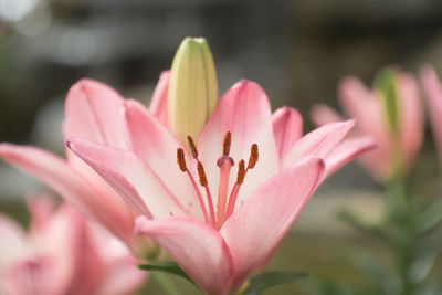 Close-up of pink flower