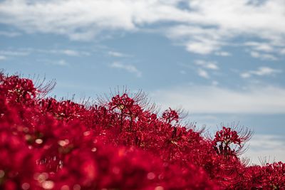 Close-up of red flowering plants against sky