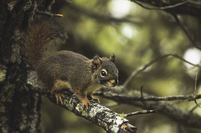 Close-up of squirrel on tree