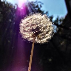 Close-up of dandelion flower