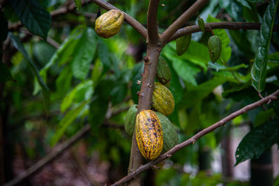 Close-up of fruit growing on tree