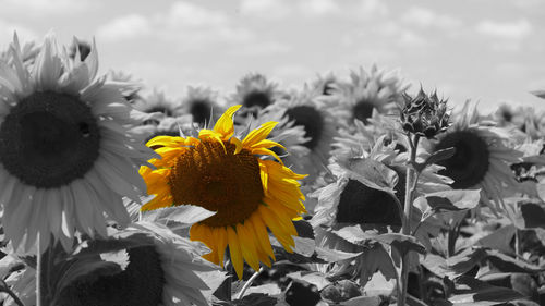 Close-up of sunflower on plant