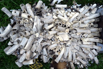 High angle view of mushrooms growing on land