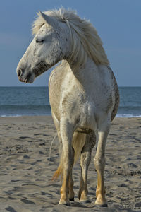 View of horse on beach