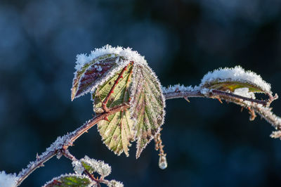 Close-up of frozen plant