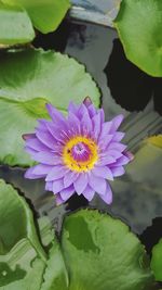 Close-up of purple water lily