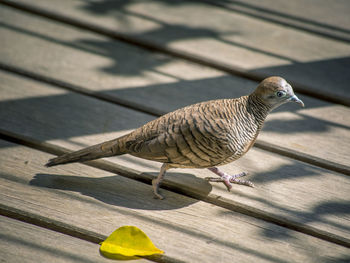 High angle view of bird perching on wood