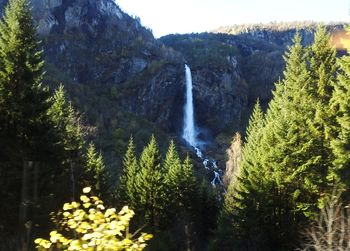 Scenic view of waterfall in forest