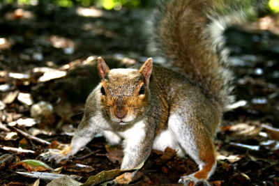 Close-up portrait of squirrel