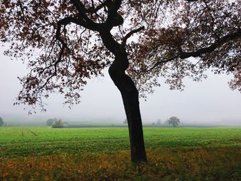 Bare trees on grassy field