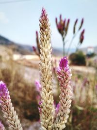 Close-up of purple flowering plant on field against sky