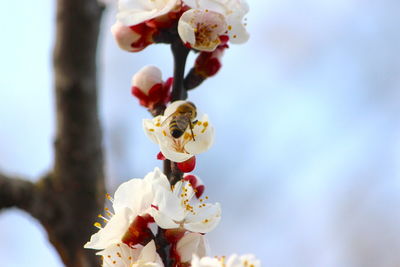 Low angle view of cherry blossom against sky