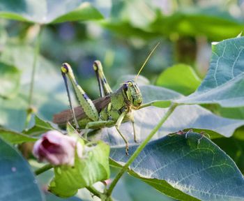 Close-up of grasshopper on leaf