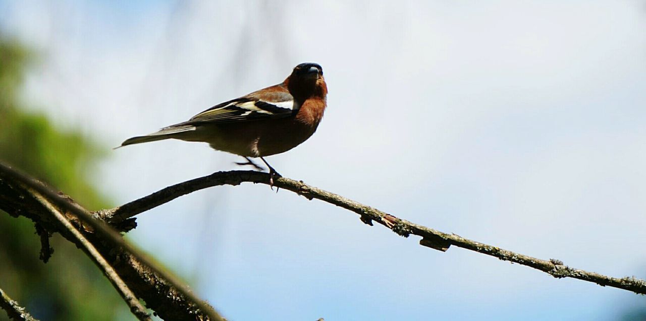 BIRD PERCHING ON BRANCH AGAINST SKY