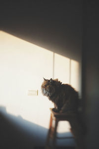 Cat sitting on wall at home