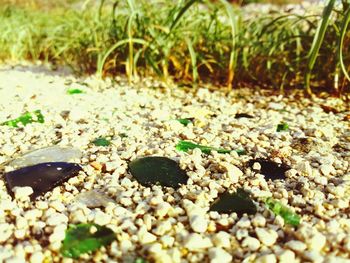 Close-up of stones on ground